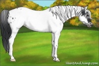 Horse Color:White Spotted Black Splash Tobiano Frame Appaloosa 