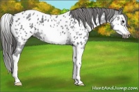 Horse Color:Blue Roan Splash Frame Appaloosa 