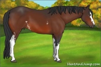 Horse Color:White Spotted Bay 