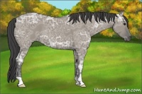 Horse Color:Smoky Grullo Ice 