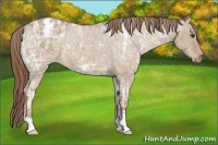Horse Color:Red Dun Ice Appaloosa
