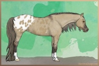Horse Color:Liver Red Dun Appaloosa 