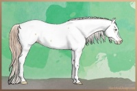 Horse Color:Gold Champagne Dun Appaloosa