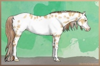 Horse Color:Gold Champagne Dun Frame Appaloosa 
