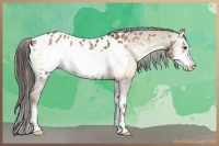 Horse Color:Red Dun Onyx Frame Appaloosa