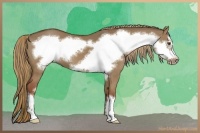 Horse Color:Red Dun Frame 