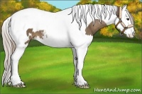Horse Color:Chocolate Palomino Splash Tobiano Near Leopard