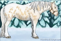 Horse Color:Silver Classic Cream Champagne Tobiano Appaloosa 