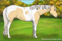 Horse Color:Palomino Tobiano 