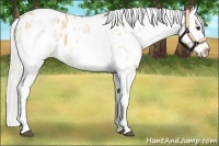 Horse Color:White Spotted Silver Buckskin Near Leopard