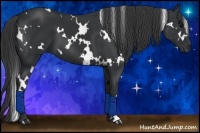 Horse Color:White Spotted Black 