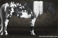 Horse Color:White Spotted Black