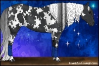 Horse Color:White Spotted Black