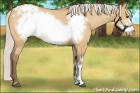 Horse Color:Silver Bay Roan Dun Frame Appaloosa 
