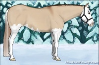 Horse Color:Red Dun Splash