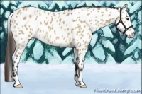 Horse Color:Bay Dun Appaloosa 