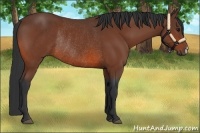 Horse Color:Bay Rabicano 