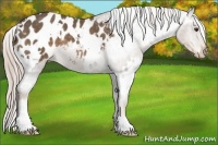 Horse Color:White Spotted Chocolate Palomino Appaloosa 