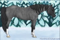 Horse Color:Blue Roan 