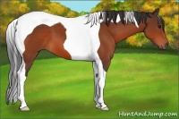 Horse Color:Bay Tobiano