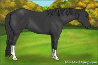 Horse Color:Black 