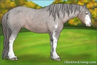 Horse Color:Liver Chestnut Sabino Appaloosa 