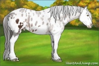Horse Color:White Spotted Liver Chestnut Splash Appaloosa 