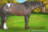 Horse Color:Liver Chestnut Appaloosa 