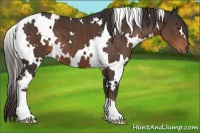 Horse Color:White Spotted Liver Chestnut 