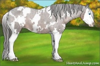 Horse Color:White Spotted Liver Chestnut Splash Appaloosa 