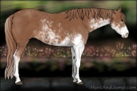 Horse Color:Chestnut Sabino