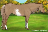 Horse Color:White Spotted Red Dun 