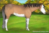 Horse Color:Buckskin Splash