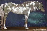 Horse Color:White Spotted Chocolate Palomino Rabicano