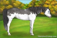 Horse Color:Smoky Black Splash Frame 