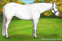 Horse Color:White Spotted Bay Appaloosa