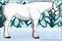 Horse Color:White Spotted Bay Appaloosa