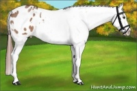 Horse Color:White Spotted Red Roan Appaloosa