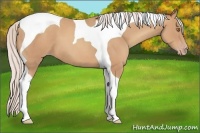 Horse Color:Silver Classic Champagne Tobiano 