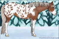 Horse Color:Silver Bay Sabino Appaloosa 