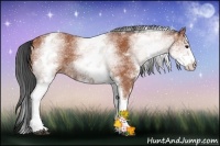 Horse Color:White Spotted Bay 