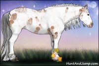 Horse Color:Bay Ice Sabino Splash Rabicano 