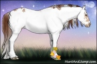 Horse Color:Chestnut Ice Sabino Splash Frame Rabicano 