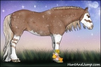 Horse Color:Chestnut Sabino Splash 