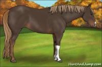 Horse Color:Liver Chestnut 