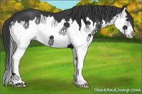 Horse Color:Black Splash