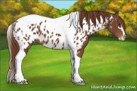 Horse Color:Chestnut Sabino Tobiano Appaloosa 