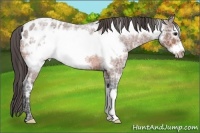 Horse Color:Bay Ice Roan Frame Appaloosa 