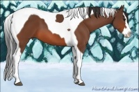 Horse Color:Bay Sabino Splash Tobiano 