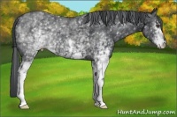 Horse Color:White Spotted Black